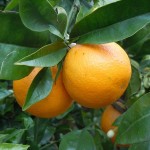 m-k-apelsin